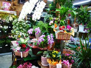 「フローリストシアーズ」　（徳島県徳島市）の花屋店舗写真3